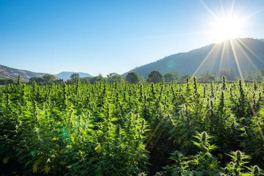 The History of Hemp in the United States.